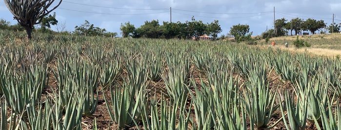 Aloe Vera Plantation. is one of Other.