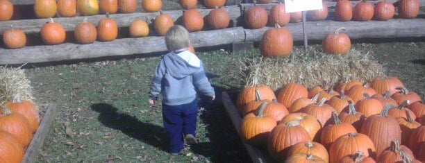Fleitz Pumpkin Farm is one of Lugares favoritos de Mark.