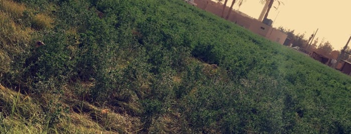 الرياض