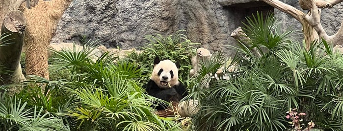 Macao Giant Panda Pavilion is one of Macau.