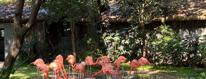 Shanghai Zoo is one of Китай.