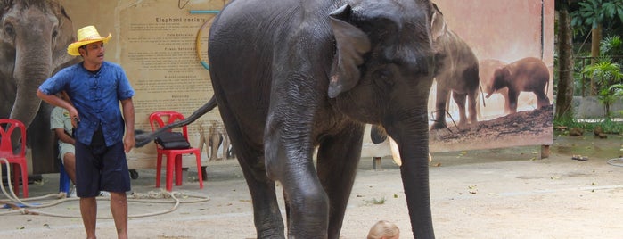 Elephant Park is one of Koh Samui (Thailand).