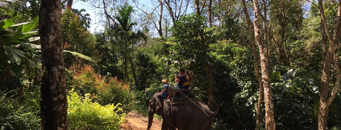 Siam Elephant Safari is one of Thai phuket.