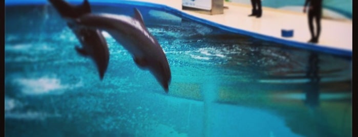 Dolphinarium is one of Istanbul.