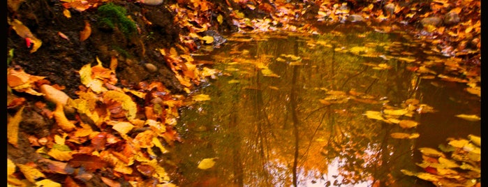 Alangdareh Park | پارک جنگلی النگدره is one of Mohsen'in Kaydettiği Mekanlar.