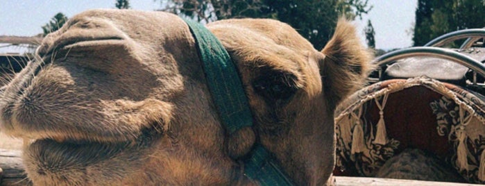 Camel Park is one of Mike'nin Beğendiği Mekanlar.