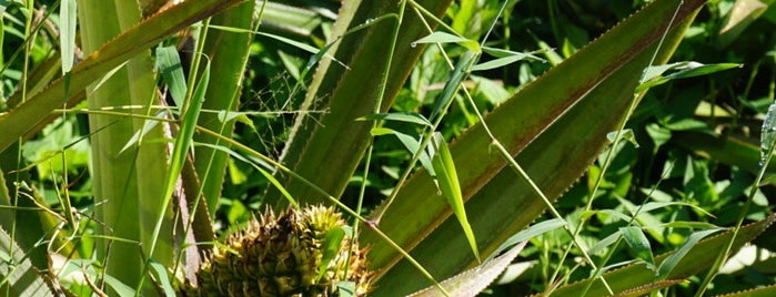 pineapple plantation is one of sri.
