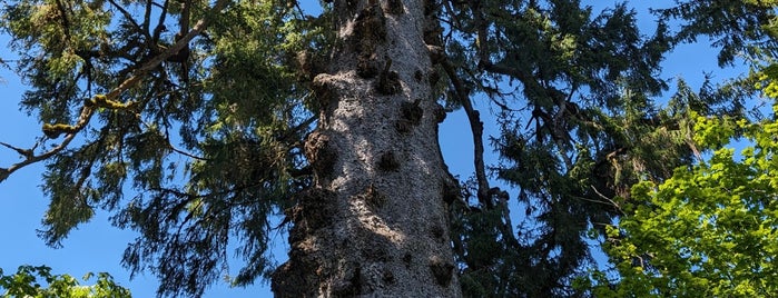 World's Largest Sitka Spruce is one of Seattle / Vancouver.