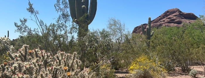 Sonoran Desert Nature Loop Trail is one of PHX.