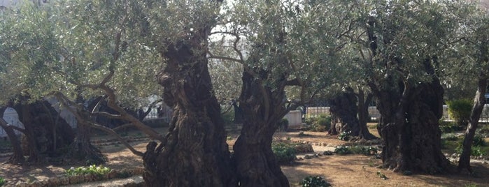 Garden of Gethsemane is one of ✢ Pilgrimages and Churches Worldwide.