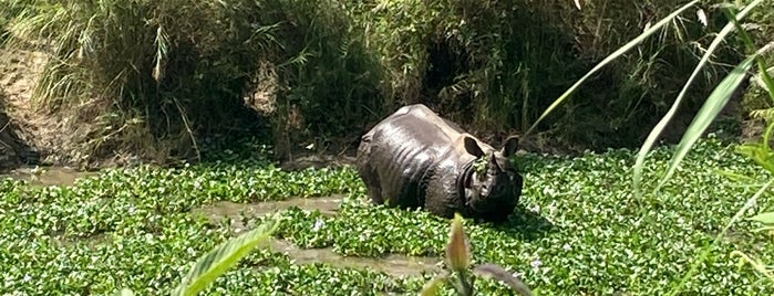 Chitwan National Park, Nepal is one of NEPAL.