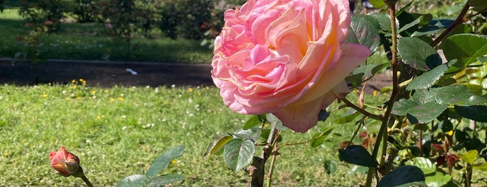 Rose Garden is one of San Fran.