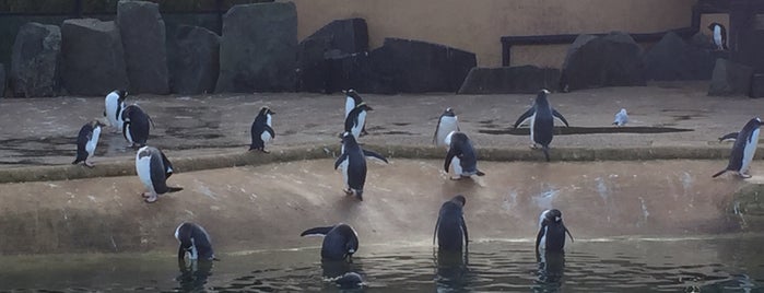 Penguins Rock is one of Edinburgh To-Do.