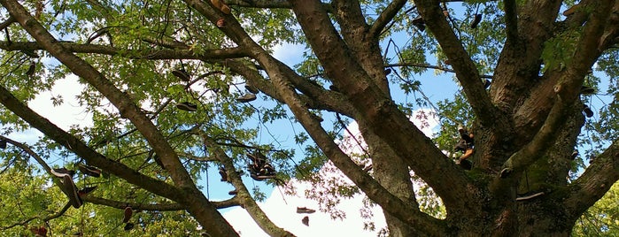 Shoe Tree is one of Created.