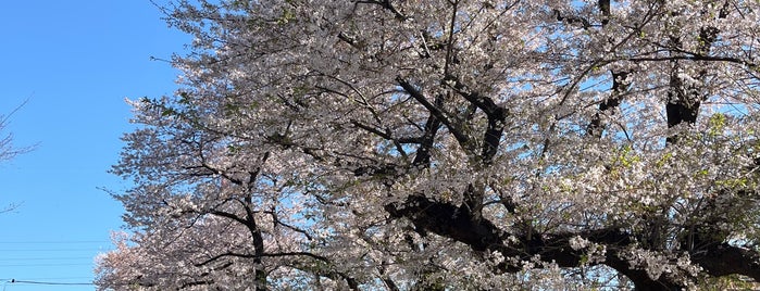 相模三川公園 is one of 神奈川県の公園.