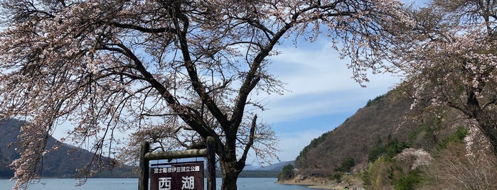 Lake Saiko is one of ski bum.