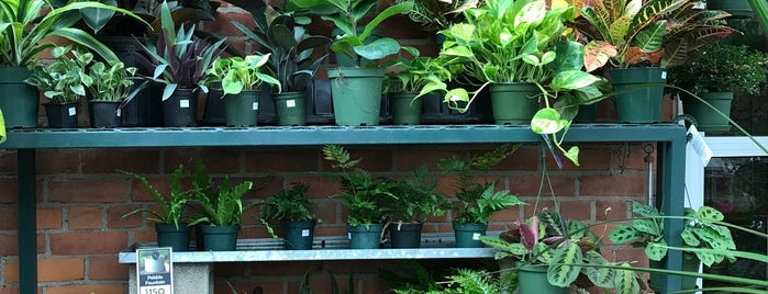 Downtown Home & Garden is one of Gardening Supplies and Plants.