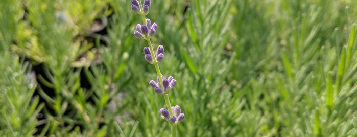 The Glass Greenhouse is one of North Fork.