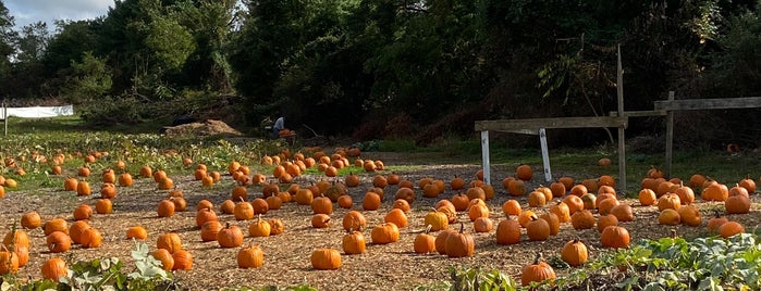 Elwood Pumpkin Farm is one of FARMS, APPLE/PUMPKIN PICKING, GARDENS.