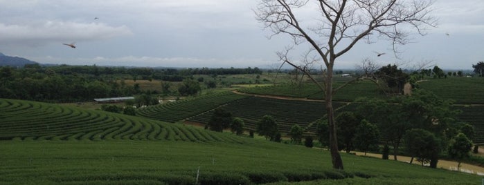 Choui Fong Tea Plantation is one of Chiang Rai.