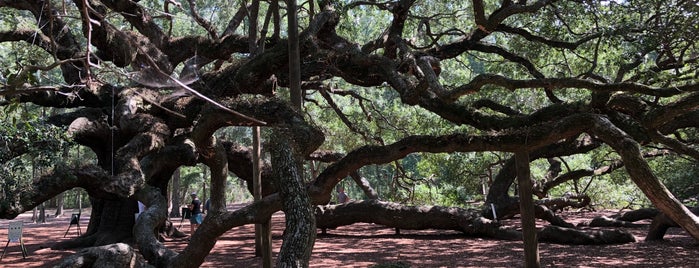 Angel Oak Tree is one of Tempat yang Disukai Mike.