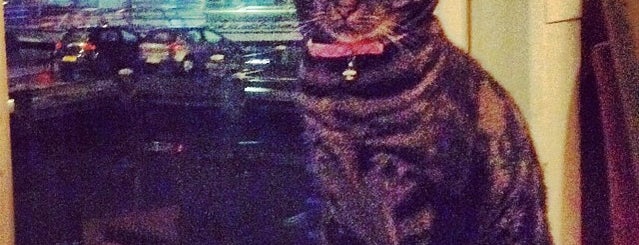 Henri Willig is one of (Pub)cats in Amsterdam.