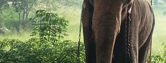 Pinnawala Elephant Orphanage is one of Sri-Lanka.