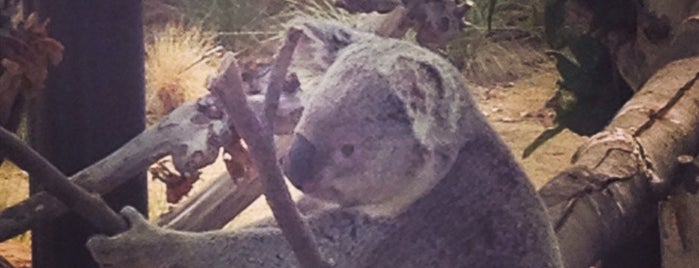 Koala Exhibit is one of Orte, die TheDL gefallen.
