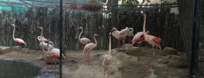 Dubai Zoo is one of M Dubai.