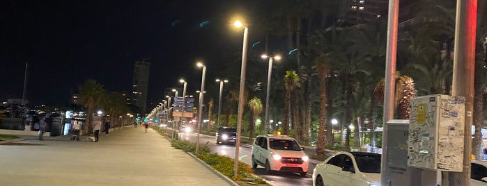 Paseo De Federico Soto is one of Alicante urban treasures.