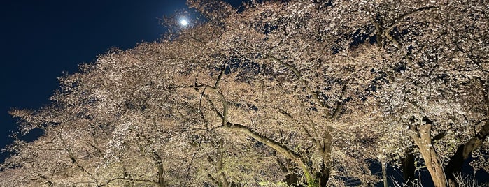 Asuwagawa Cherry Blossom is one of Sakura.