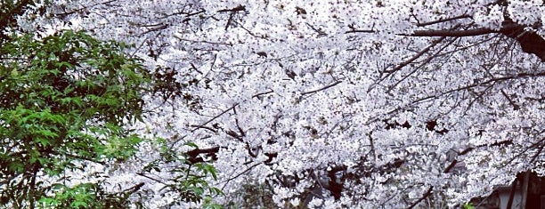 Philosopher's Path is one of Travel : Sakura Spot.
