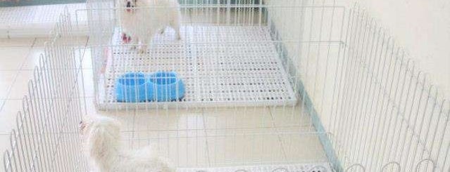 MJ'S Finella Kennel is one of pet shop.