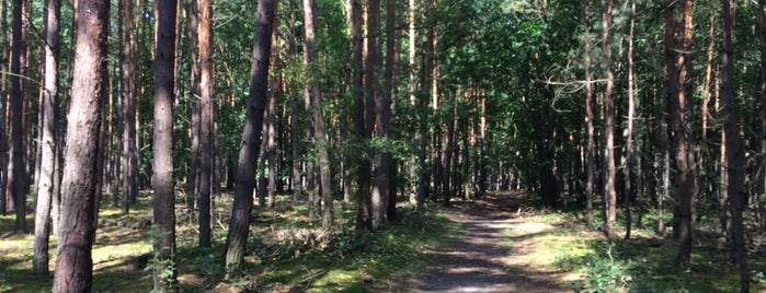 Kerský les is one of Daniel 님이 좋아한 장소.