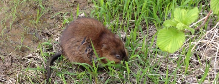 Huntley Meadows Park is one of Nature in DMV.