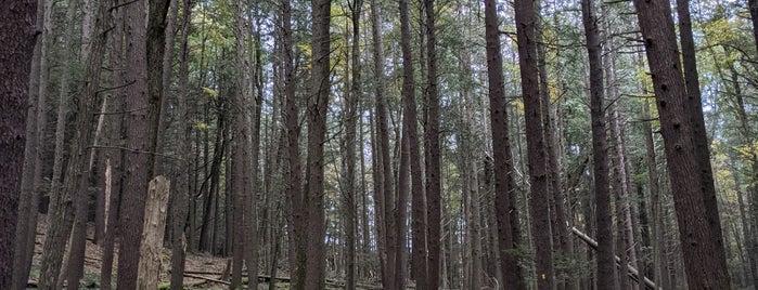 Damascus Forest is one of Upstate.