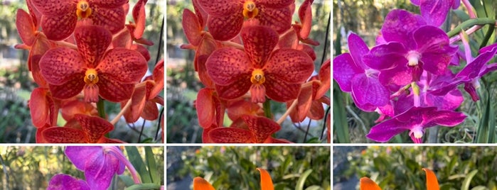 Orchid Farm is one of Thai.