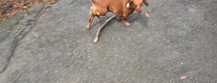 Buena Vista Park Dog Run is one of dog parks - CA.