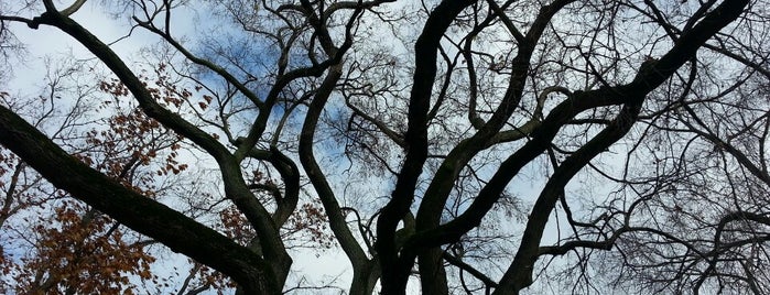 The Elm Tree is one of Boston.