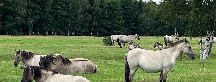 Savvaļas zirgi Papes ezera pļavās is one of Liepāja.