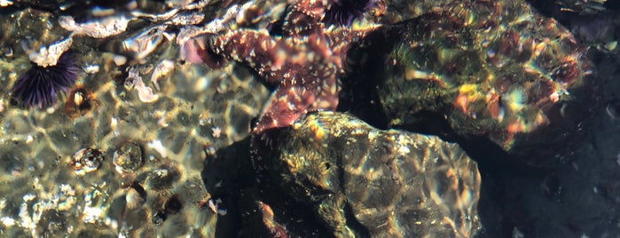 Abalone Cove Shoreline Park is one of Locais curtidos por Michael.