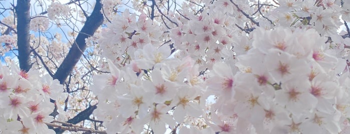 Odawara Castle Park is one of 日本の100名城.