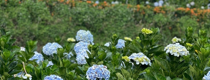 Garden Hydrangeas is one of Dalat - Vietnam.