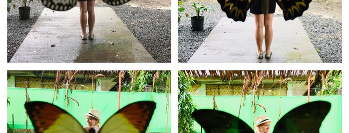 Simply Butterflies Conservation Center is one of Panglao-vers.