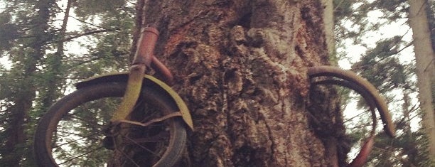 Vashon Island Bike Tree is one of Bucket List.