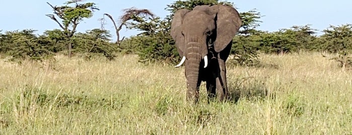 Maasai Mara is one of Lugares favoritos de Tristan.