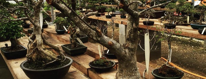 o bonsai is one of CWB - Floriculturas.