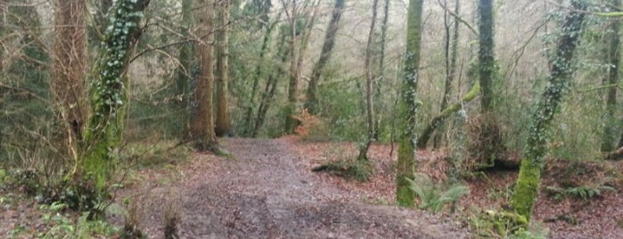 Plymbridge Woods is one of Plymouth Green Spaces.