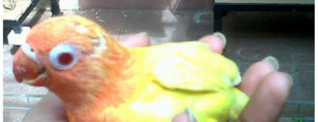 JUPITER BIRD CLUB ( Krian )