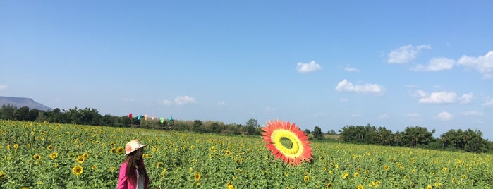 ทุ่งทานตะวัน คุณณรงค์ is one of Lopburi.